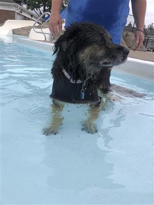 Doggy Swim 2023