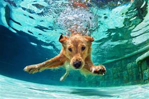 Dog Swim
